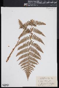 Dryopteris × triploidea image