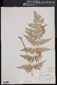 Dryopteris × triploidea image