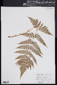 Dryopteris × triploidea image