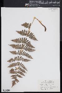 Dryopteris × triploidea image