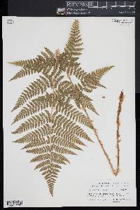 Dryopteris × triploidea image