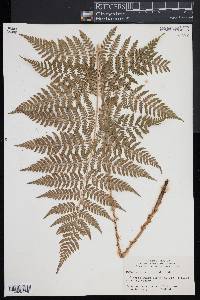 Dryopteris × triploidea image