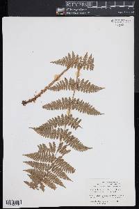 Dryopteris × triploidea image