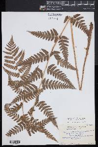 Dryopteris x uliginosa image