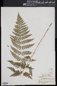 Dryopteris x uliginosa image