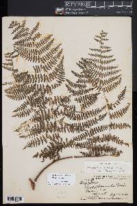 Dryopteris unidentata image