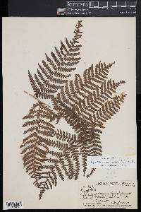 Dryopteris unidentata image