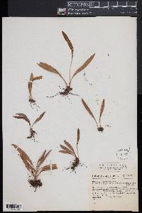 Elaphoglossum affine image