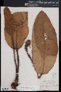 Elaphoglossum crinitum image