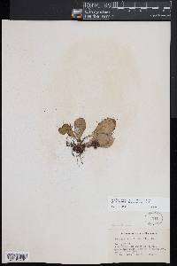 Elaphoglossum crinitum image