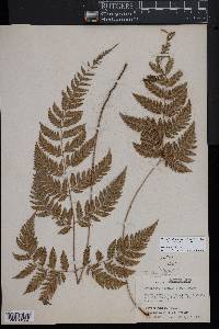 Parapolystichum effusum subsp. effusum image