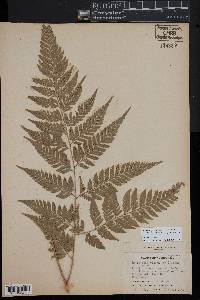 Parapolystichum effusum subsp. effusum image