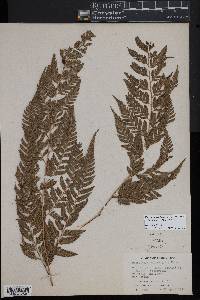 Parapolystichum effusum image