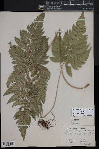 Polystichopsis chaerophylloides image