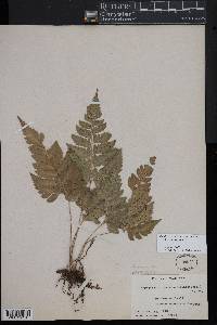 Polystichopsis chaerophylloides image