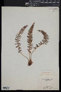 Polystichum haleakalense image