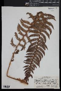 Polystichum hillebrandii image