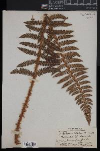 Polystichum hillebrandii image