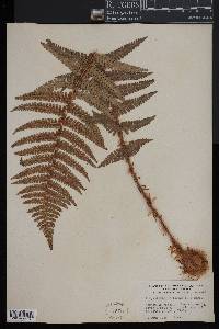 Polystichum aculeatum image