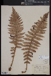 Polystichum braunii image