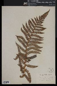 Polystichum braunii image