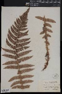 Polystichum braunii image