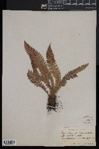 Polystichum lonchitis image