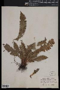 Polystichum lonchitis image