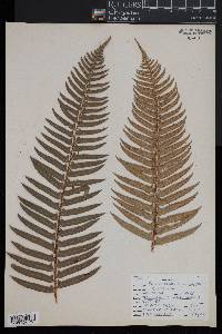 Polystichum munitum image