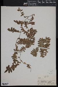 Arthropteris palisotii image