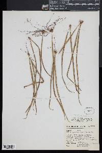 Campyloneurum angustifolium image