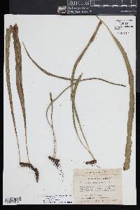 Campyloneurum angustifolium image