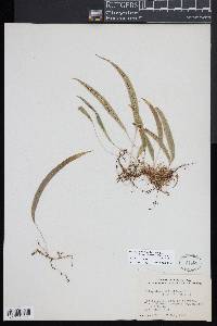 Campyloneurum falcoideum image