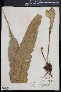Campyloneurum phyllitidis image