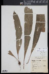 Campyloneurum xalapense image
