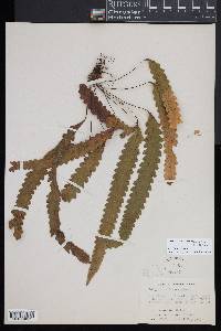 Enterosora trifurcata image