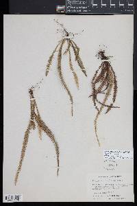 Lellingeria suspensa image