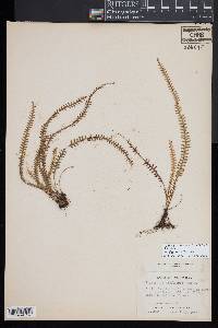 Lellingeria suspensa image