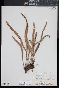 Lepisorus thunbergianus image
