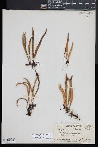 Lepisorus thunbergianus image