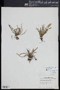 Moranopteris trichomanoides image