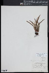 Moranopteris trichomanoides image