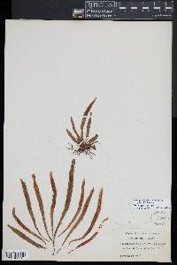 Notogrammitis billardierei image