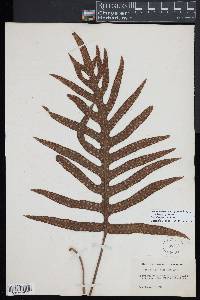 Notogrammitis billardierei image