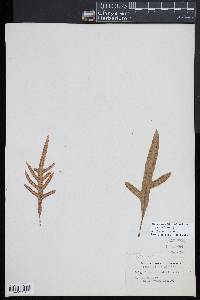 Notogrammitis billardierei image