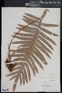 Phlebodium aureum image