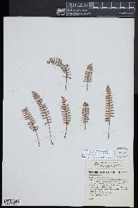Pleopeltis acicularis image