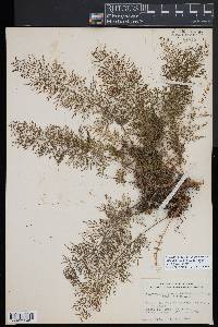 Pleopeltis friedrichsthaliana image