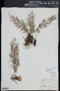 Pleopeltis friedrichsthaliana image
