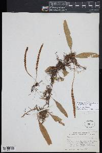 Pleopeltis fructuosa image